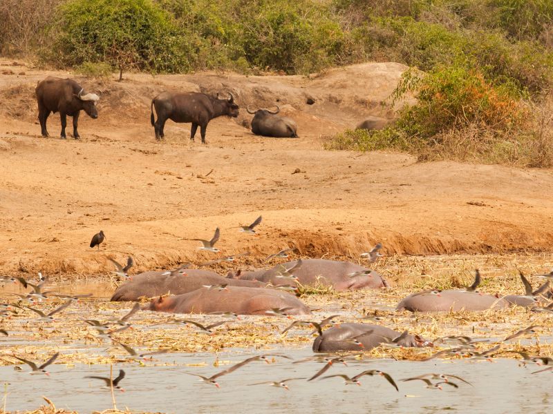 Queen Elizabeth National Park